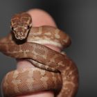 caramel-teppichpython-baby