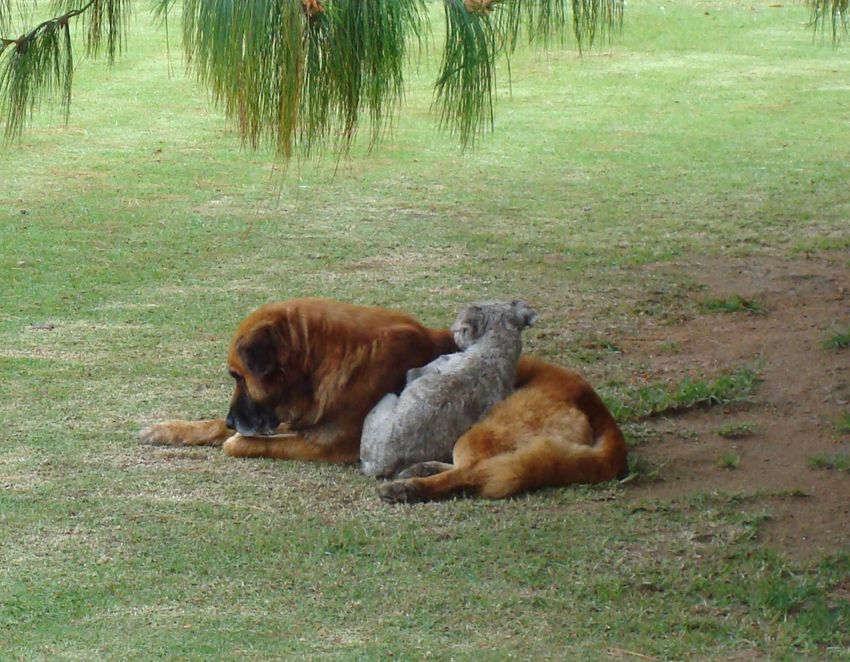 CARAMELO Y MATEO