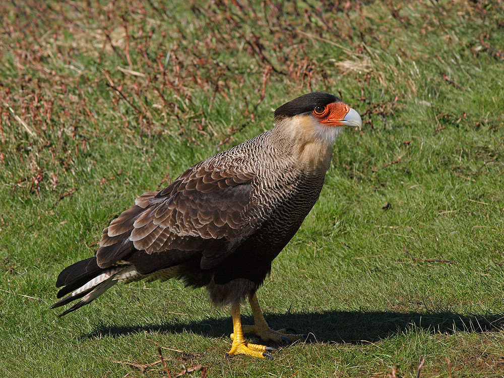 carancho (Caracara plancus)