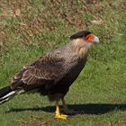 carancho (Caracara plancus)