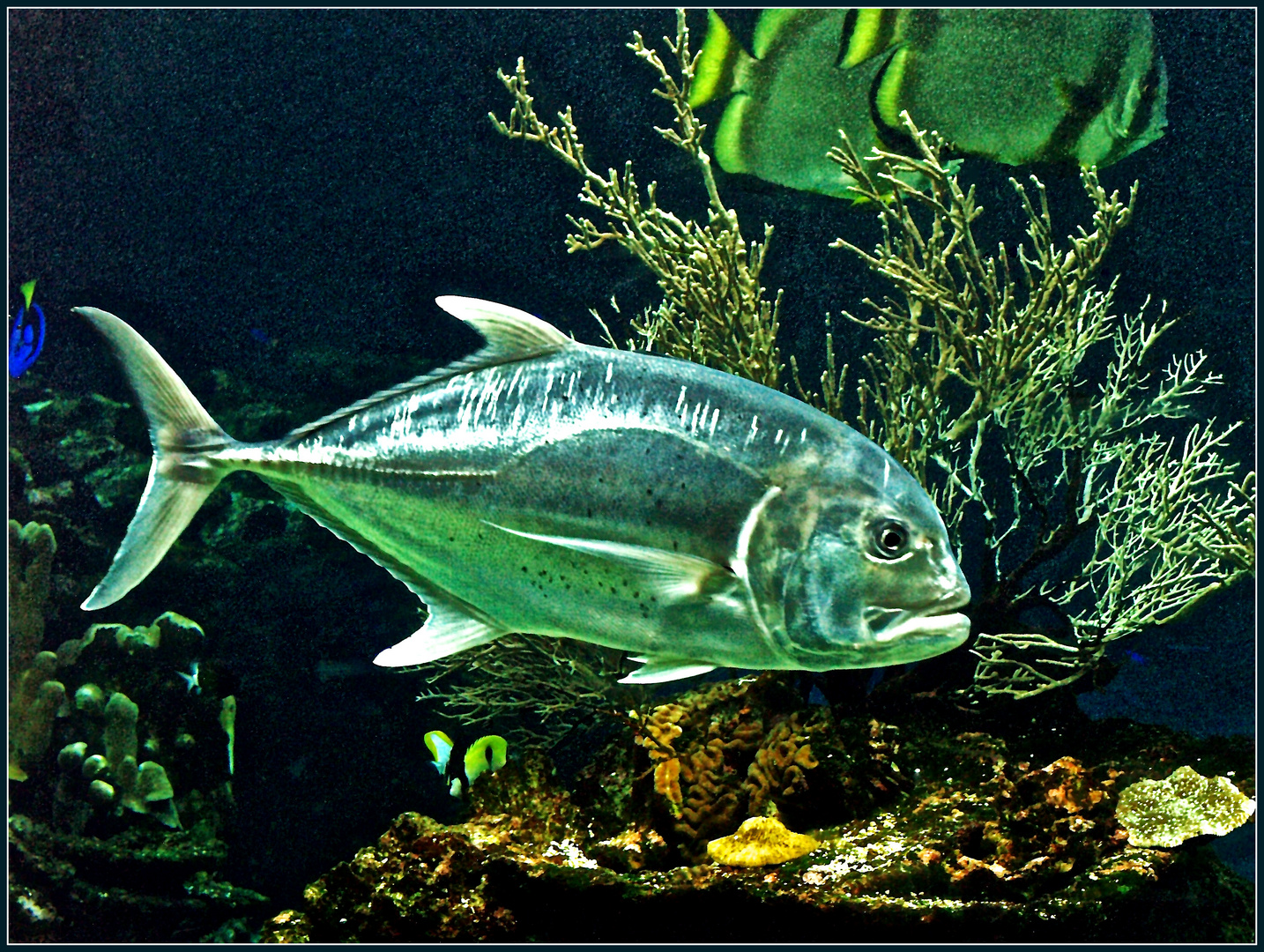 Carangue à grosse tête (Caranx ignobilis) -- Aquarium des lagons, Nouméa