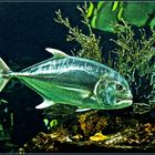 Carangue à grosse tête (Caranx ignobilis) -- Aquarium des lagons, Nouméa