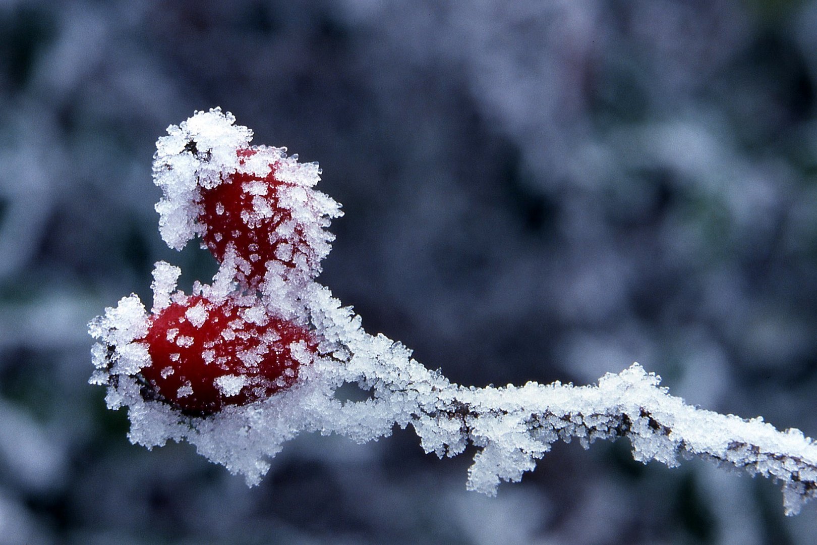 CARAPACE DE GIVRE