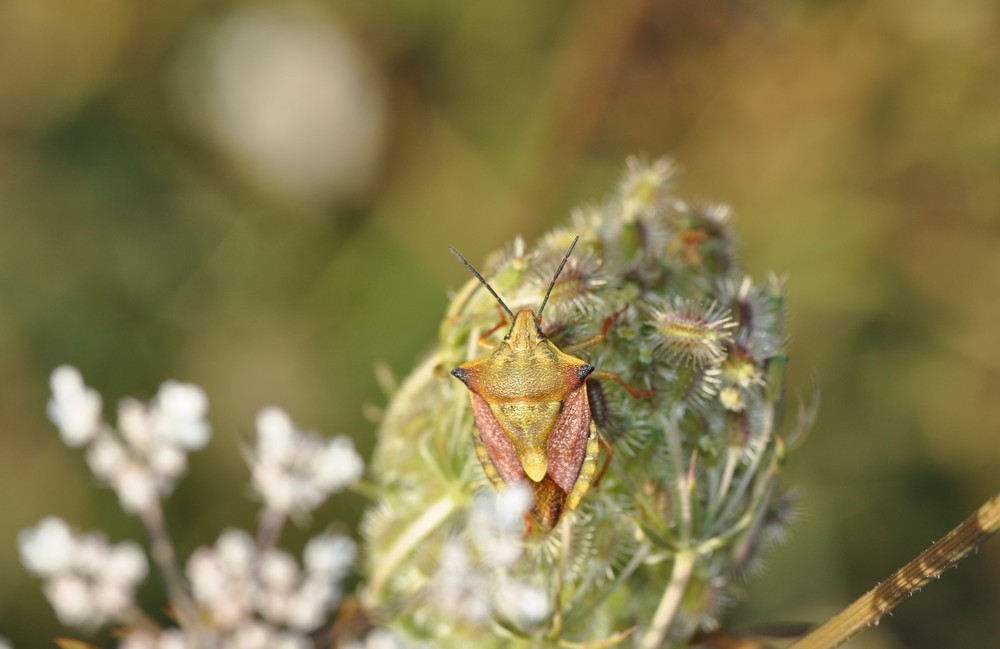 carapace fleurie