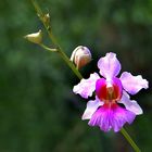 Carara Orchidee