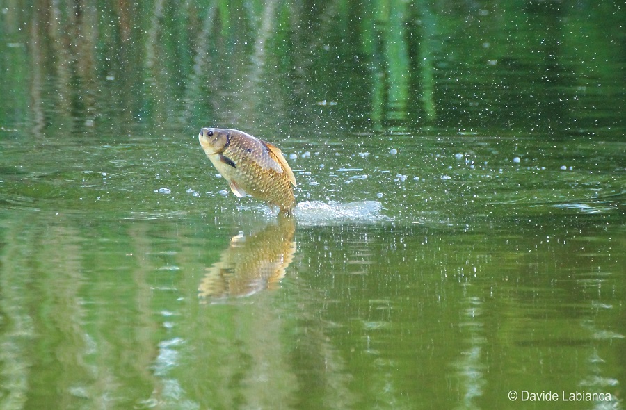 carassio fuor d'acqua