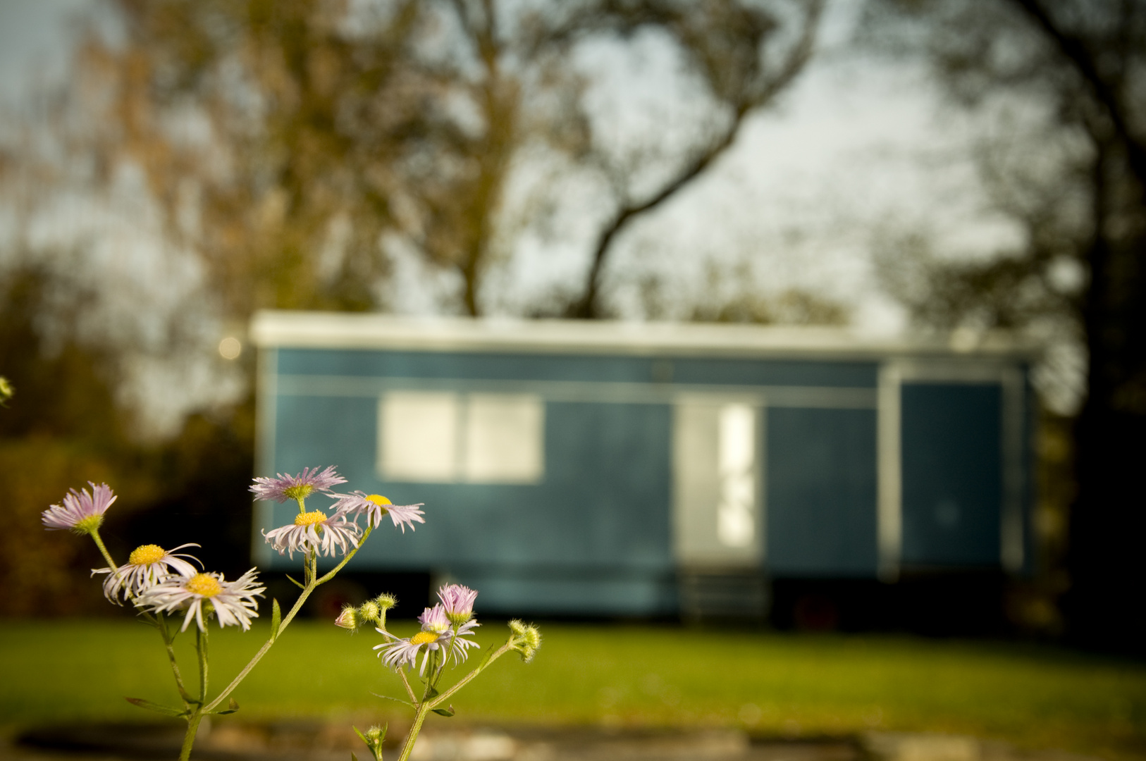 caravan flower