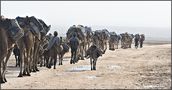 Caravane. de ennedi 