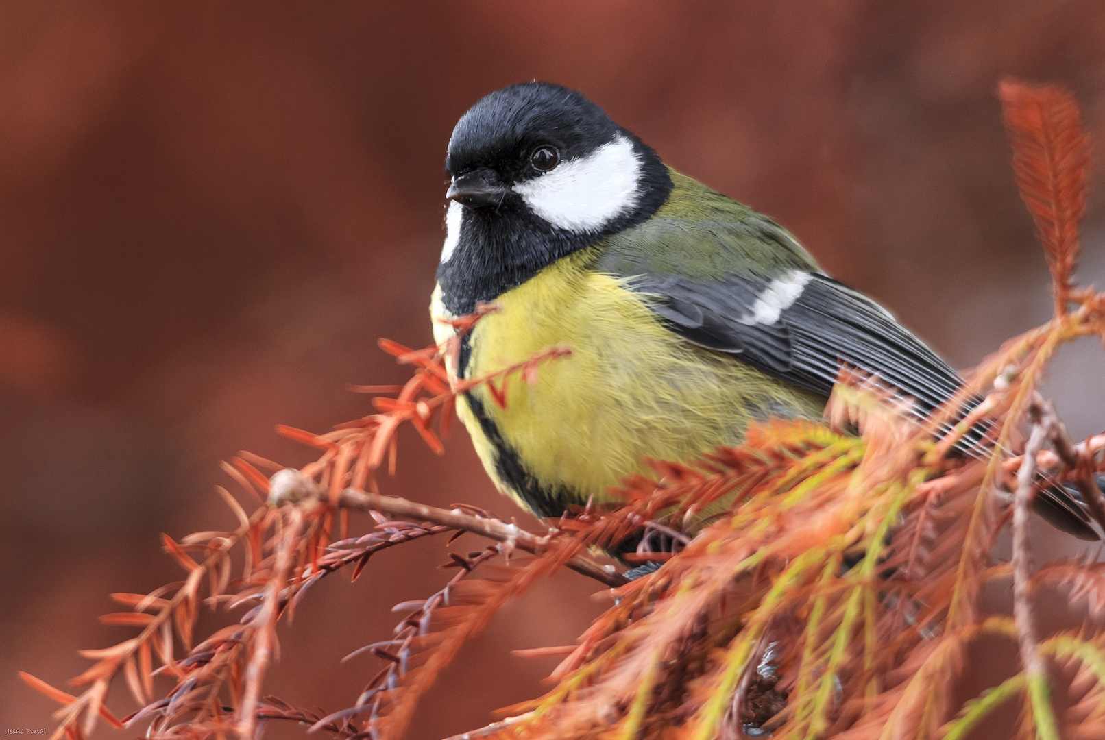 Carbonero común (Parus major).