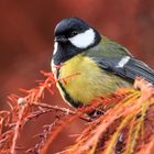 Carbonero común (Parus major).