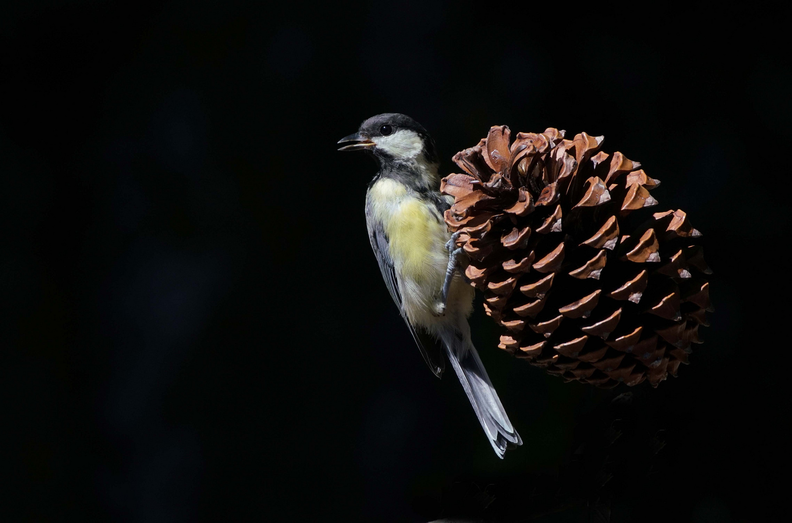 Carbonero en piña