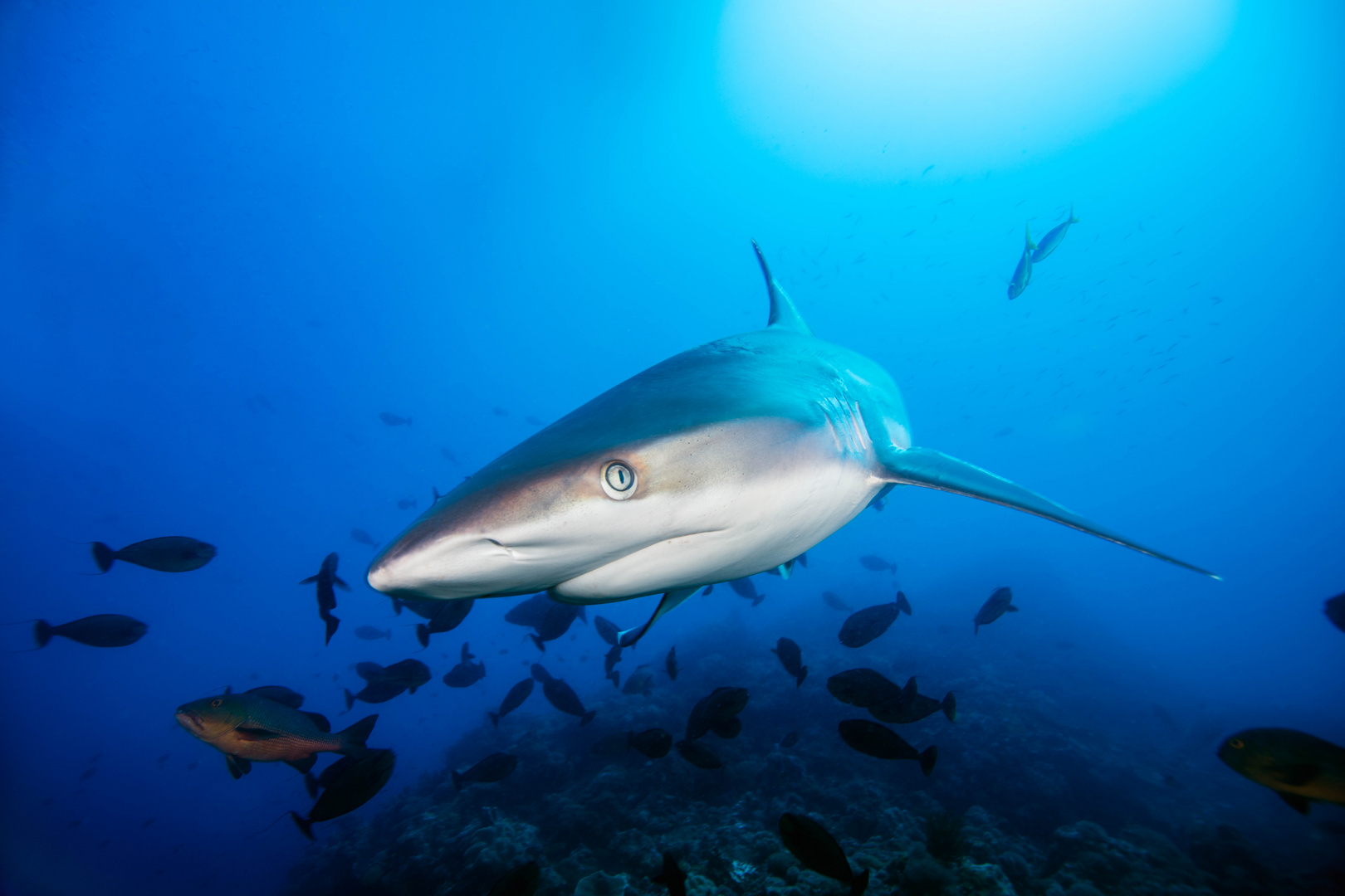 Carcharhinus albimarginatus Foto & Bild unterwasser, uwsalzwasser
