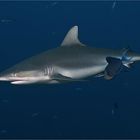 Carcharhinus amblyrhynchos