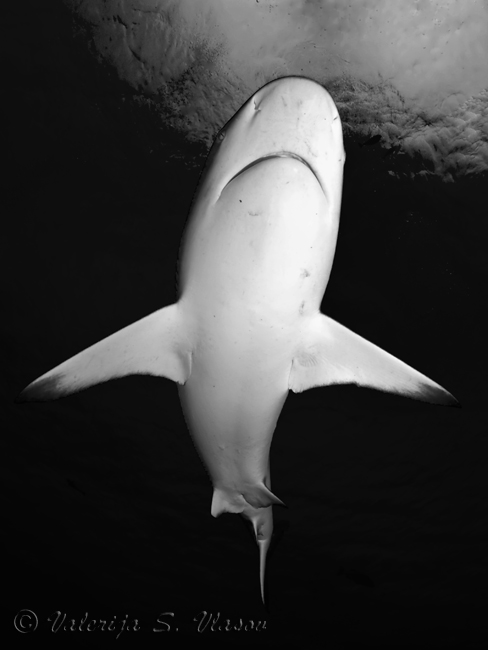 Carcharhinus black & white