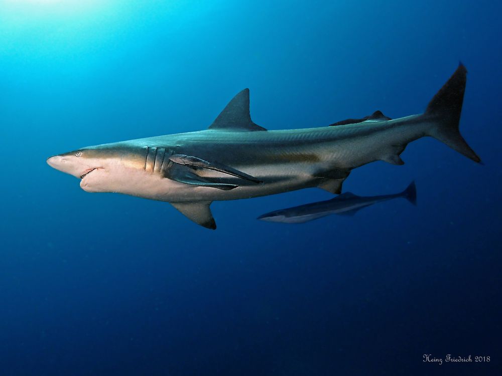 Carcharhinus limbatus Foto & Bild tiere, unterwasser, uwsalzwasser