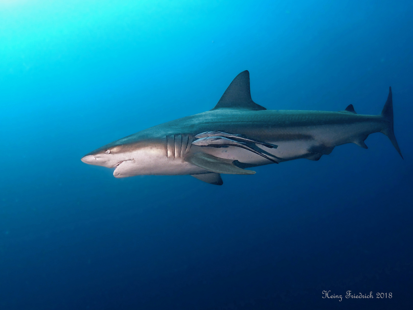 Carcharhinus limbatus