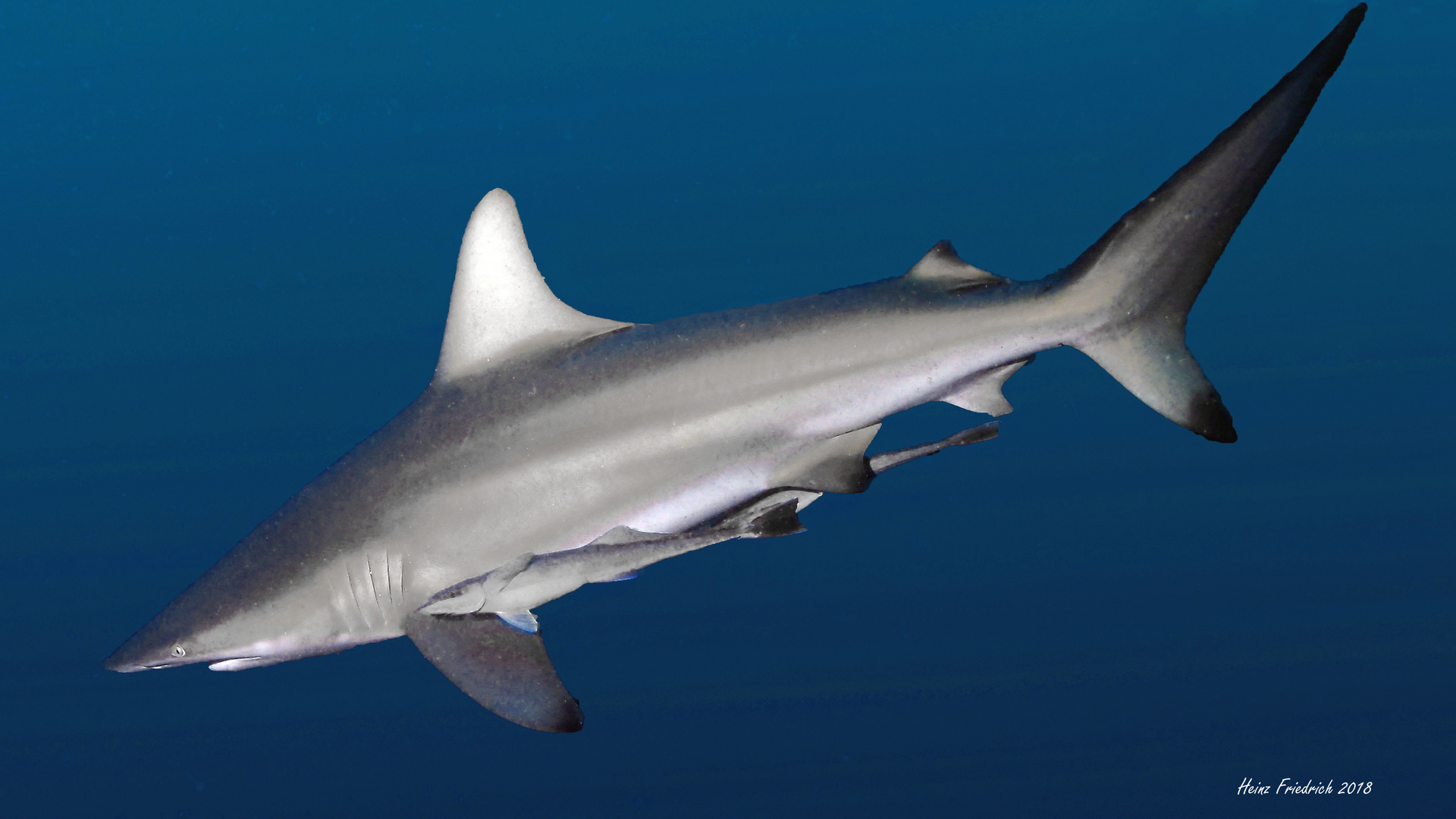 Carcharhinus limbatus