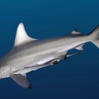 Carcharhinus limbatus