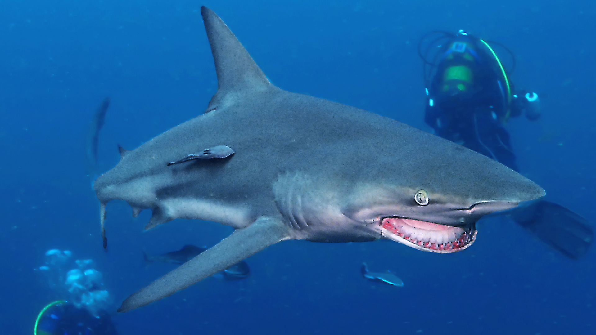 Carcharhinus limbatus l Foto & Bild tiere, wildlife, fische Bilder