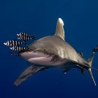 Carcharhinus Longimanus