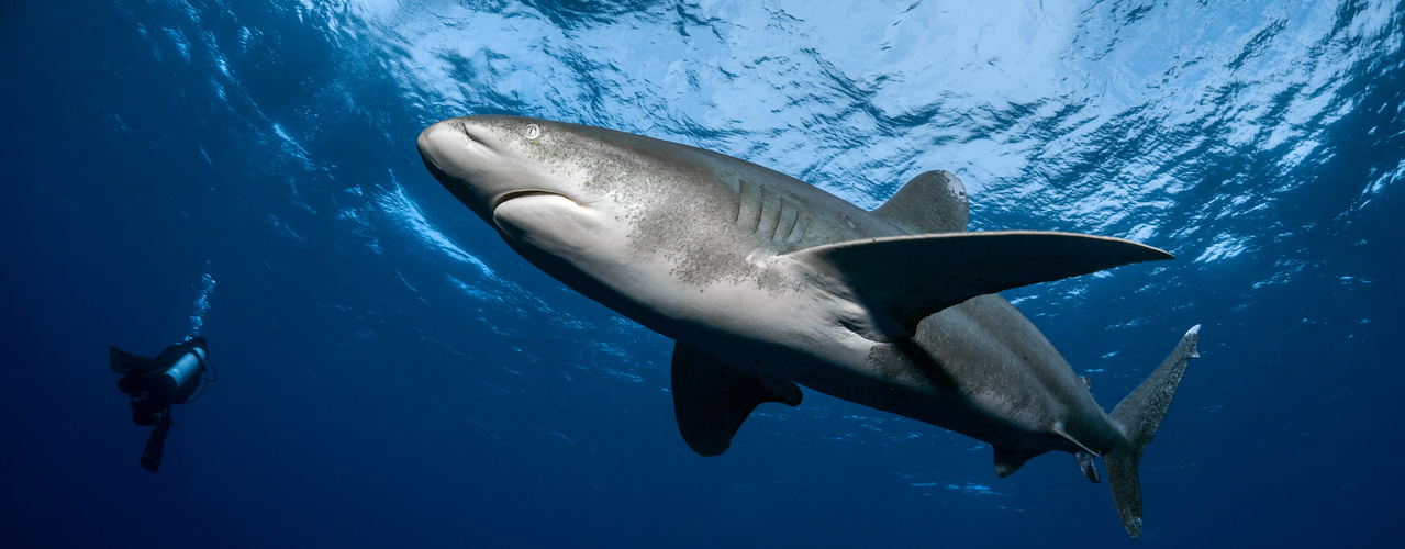 Carcharhinus longimanus