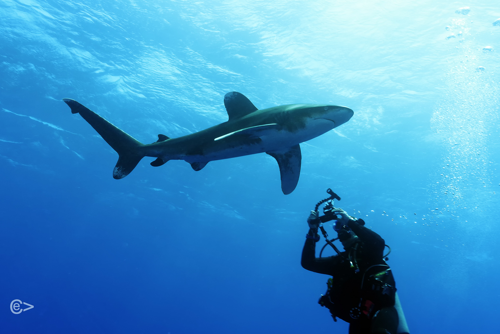 Carcharhinus longimanus