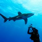 Carcharhinus longimanus