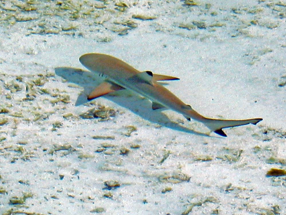 Carcharhinus melanopterus