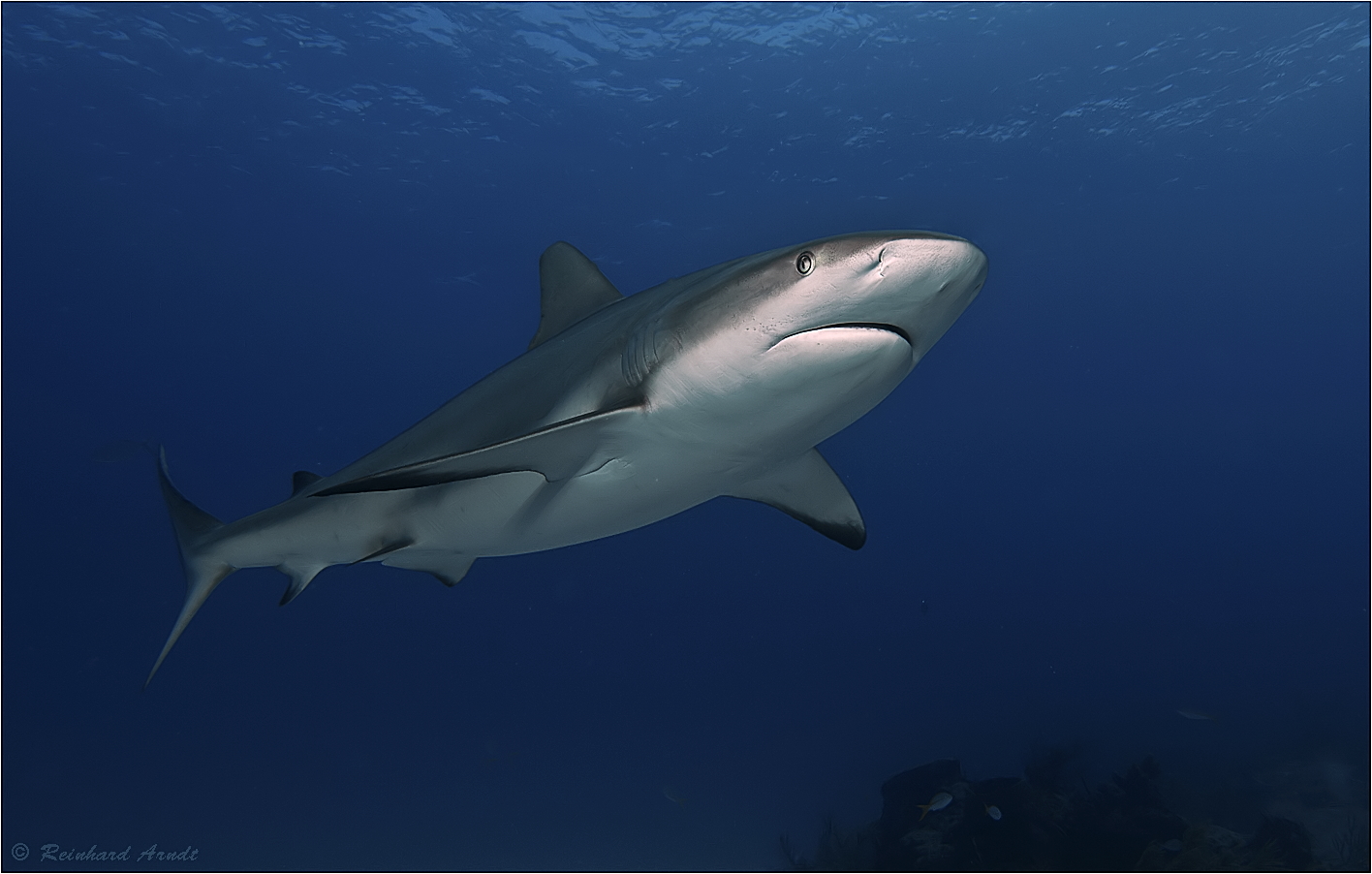 Carcharhinus perezii