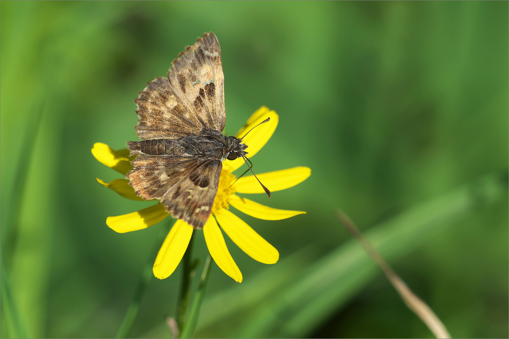 Carcharodus alceae