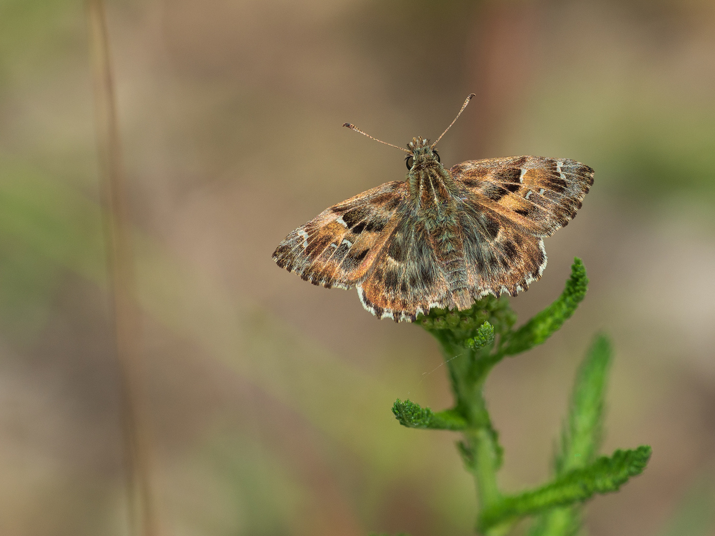 Carcharodus alceae