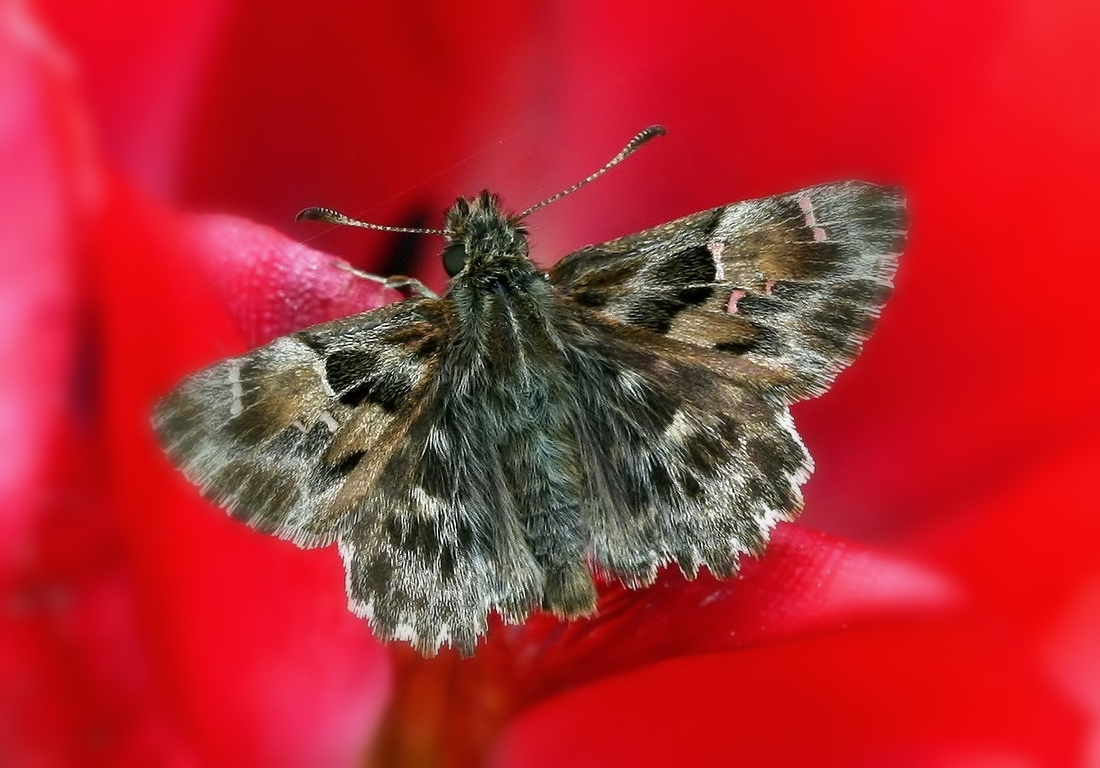 Carcharodus alceae Foto & Bild makro, natur, schmetterling Bilder auf