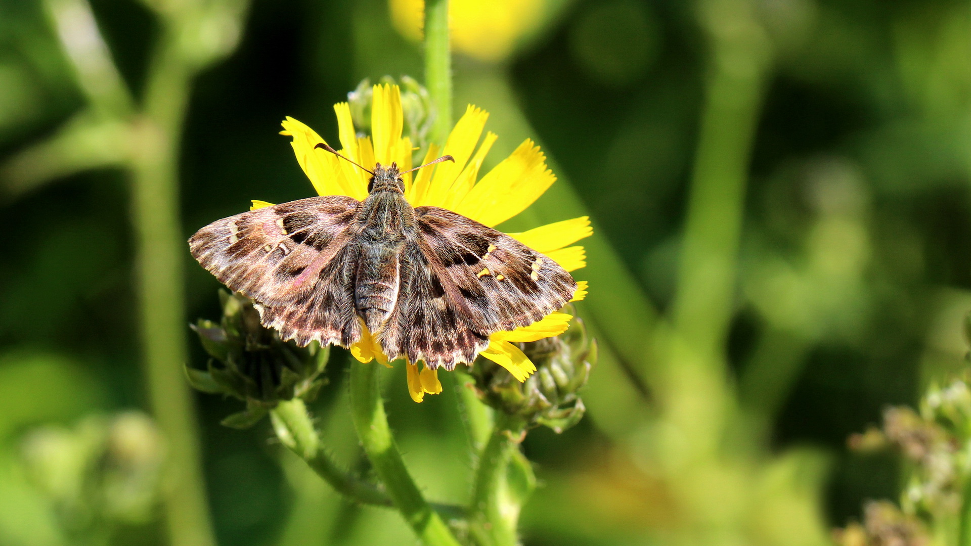 Carcharodus alceae