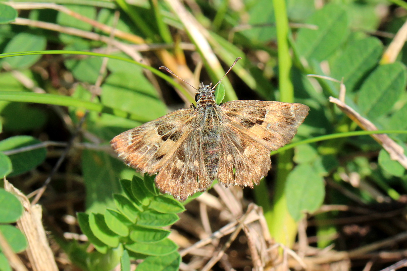 Carcharodus alceae