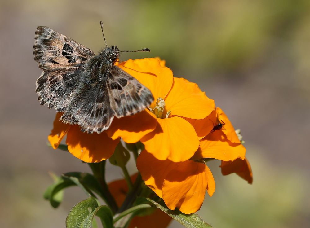 Carcharodus alceae