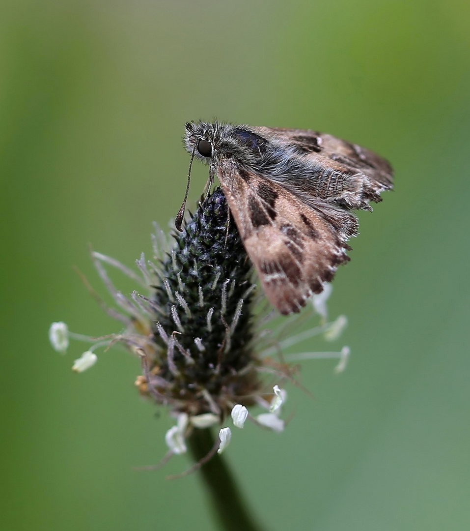 Carcharodus alceae