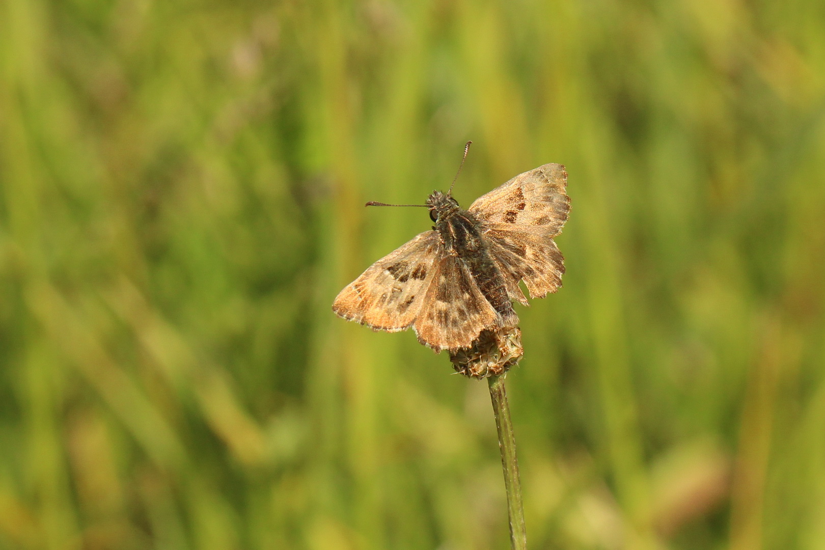 Carcharodus alceae