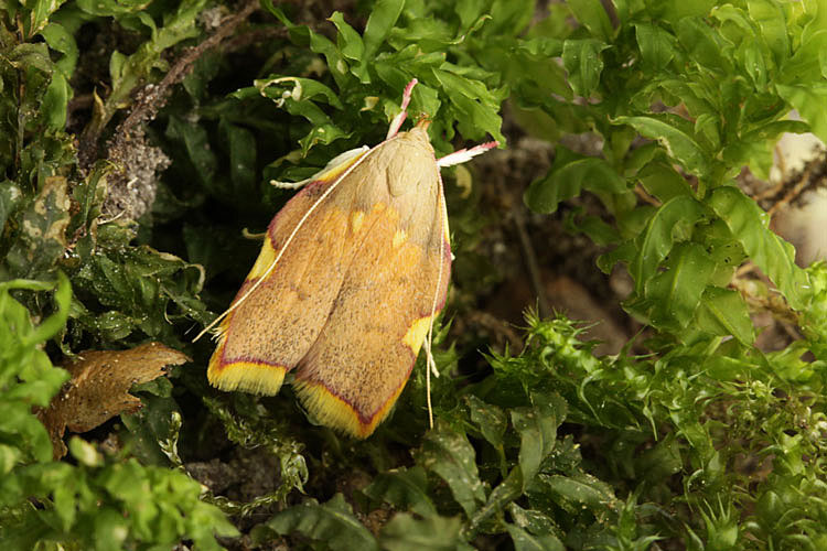 Carcina quercana