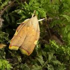 Carcina quercana