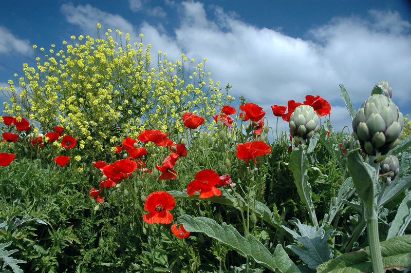 carciofaia in fiore