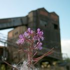 carcoke tertre belgië