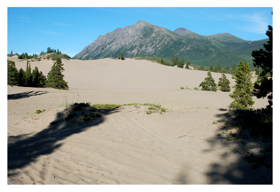 Carcross Desert