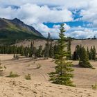 Carcross Desert