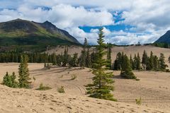 Carcross Desert