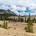 Carcross Desert