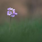 Cardamine 2