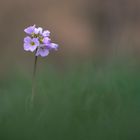 Cardamine 2