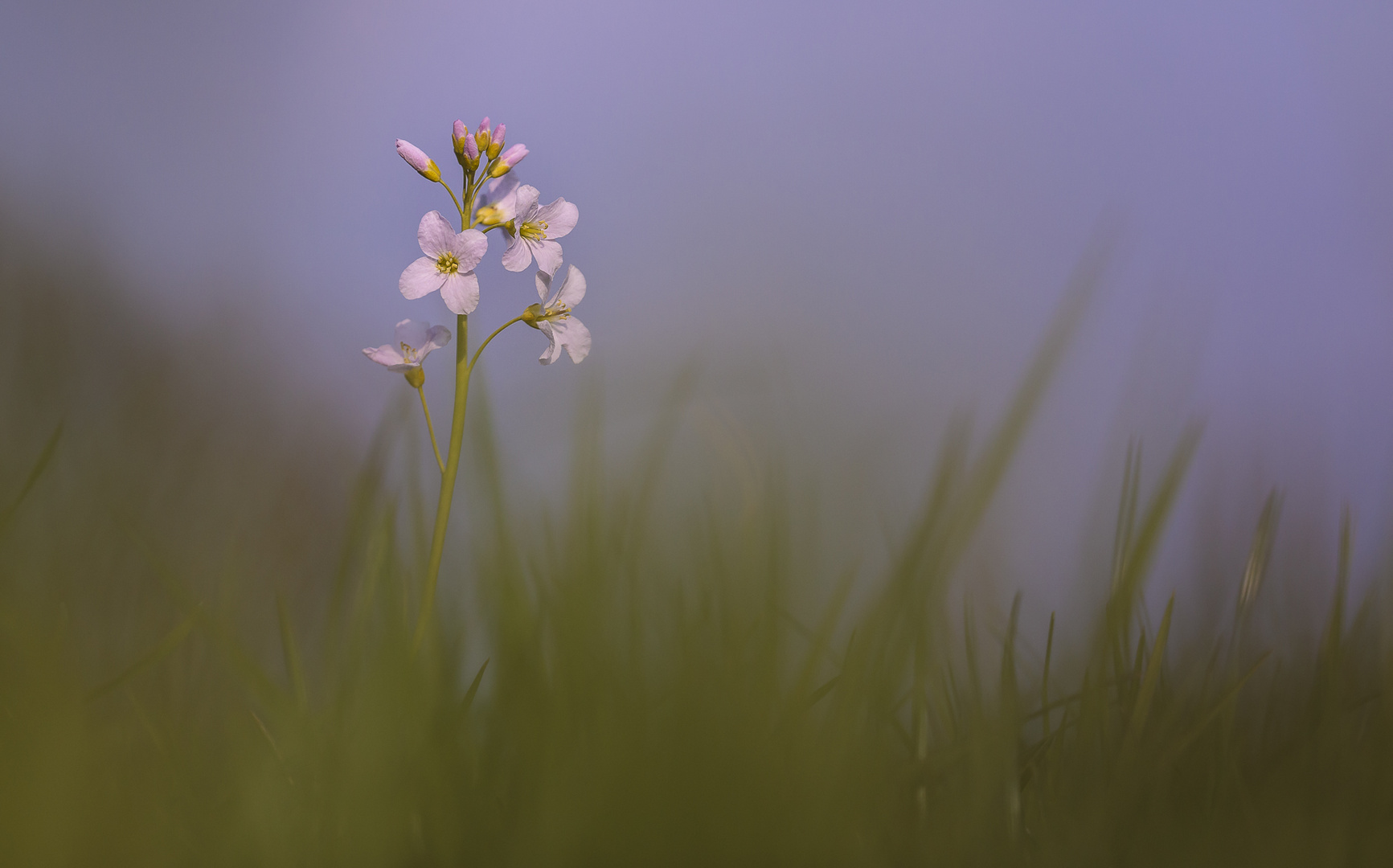 Cardamine