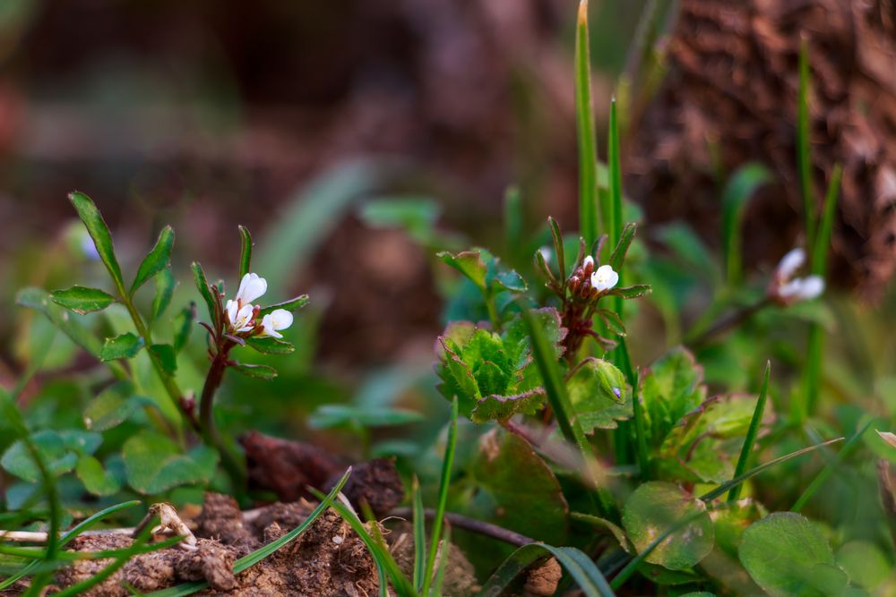 Cardamine