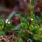 Cardamine